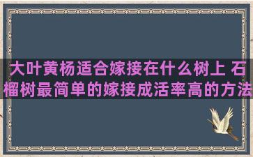 大叶黄杨适合嫁接在什么树上 石榴树最简单的嫁接成活率高的方法